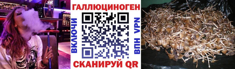 хочу наркоту  Тарко-Сале  Галлюциногенные грибы Cubensis 